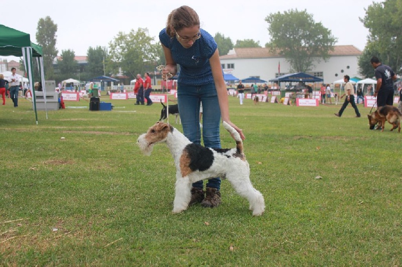 CH. Zenith of assuming arabesque