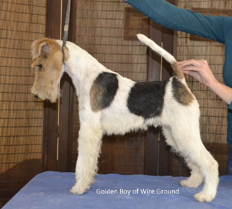 Of Wire Ground - Chiots disponibles - Fox Terrier Poil Dur