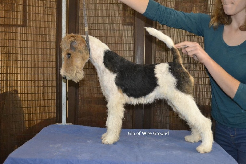 Of Wire Ground - Chiots disponibles - Fox Terrier Poil Dur